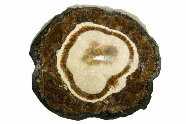 Polished Barite and Marcasite - Lubin Mine, Poland #335146